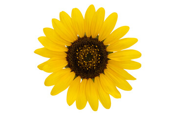 beautiful sunflower flower isolated