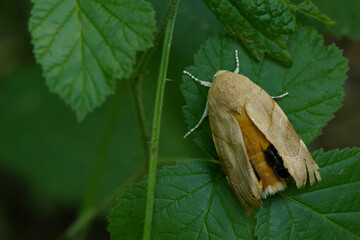 Bunte Bandeule (Noctua fombriata)