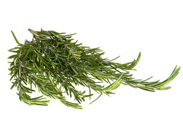 rosemary branch isolated