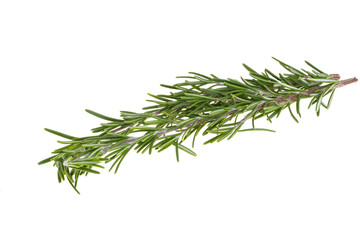 rosemary branch isolated