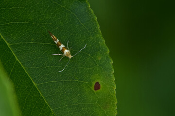 Erlenblütenmotte (Argyresthia goedartella)