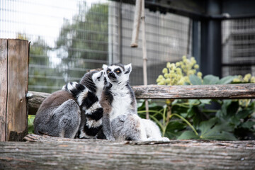 ワオキツネザル／Ring-tailed Lemur
