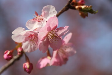 日本の早春の庭に咲くピンク色の早咲きのサクラの花