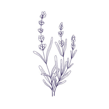 Lavenders, outlined lavanda flowers. French Provence lavendars drawing in vintage style. Etched field lavandula plant. Botanical floral hand-drawn vector illustration isolated on white background