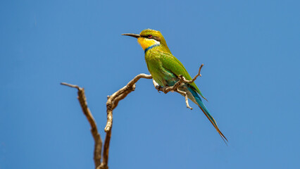 Swallow-tailed Bee-eater (Merops hirundineus) Kgalagadi Transfrontier Park, South Africa