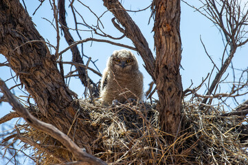 Spotted Eagle-Owl ( Bubo africanus) Kgalagadi Transfrontier Park, South Africa