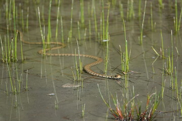 Couleuvre &agrave; collier - Natrix natrix