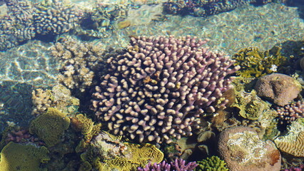 Naklejka na ściany i meble Coral world, Underwater Observatory in Eilat. Red sea colorful corals