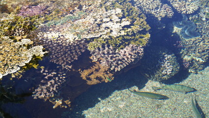 Coral world, Underwater Observatory in Eilat. Red sea colorful corals