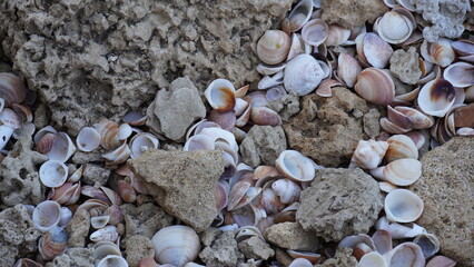 Shells of sea snails white and crimson colors. Mediterranean coast