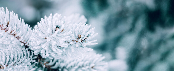 Winter Christmas snowy fir tree background. Snow pine tree branches with bokeh. Winter or Christmas web panoramic banner with copy space.