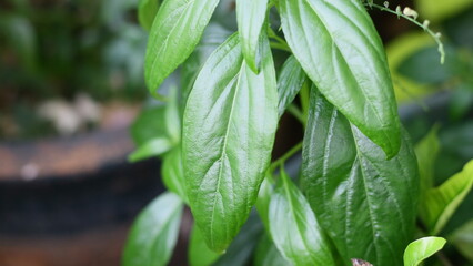 Creat or green chireta plant in the garden. In Indonesia called Sambiloto.