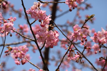 日本の早春の庭に咲くピンク色の早咲きのサクラ