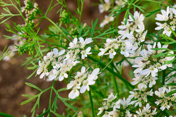 Coriander Blossoming Flowers in the garden, Organic Coriander white Flowers plant in summer time - obrazy, fototapety, plakaty