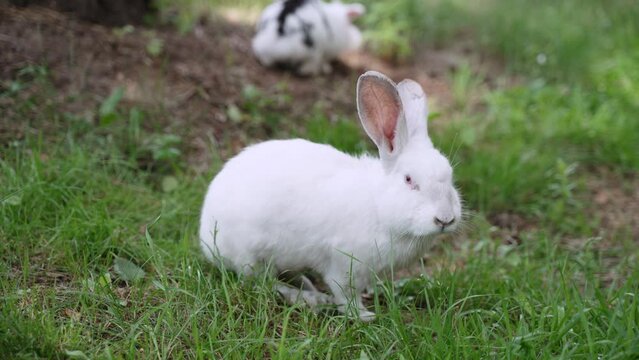 Charming white fluffy albino rabbit walks freely on green lawn, close-up. Rodent with long ears is looking for natural food, nibbling grass. Blurred spotted rabbit walks in the distance.
