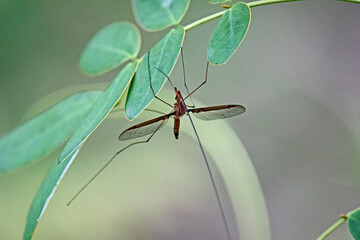 cranefly under a branch