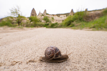 the snail crawls a long way