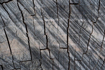close up of wood texture with natural fibers, board material for construction