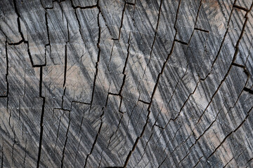 close up of wood texture with natural fibers, board material for construction