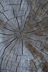 Fototapeta premium close up of wood texture with natural fibers, board material for construction