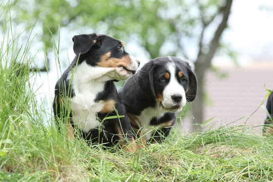 Puppies of Greater Swiss Mountain Dog playing