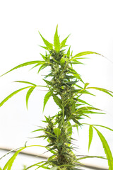 Cannabis plant grow in green house, fresh organic marijuana plant 