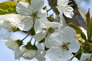 white pink apple blossom on the branch of apple tree. Blossoms from fruit in the garden