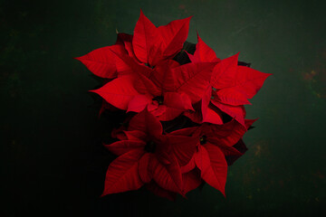 red poinsettia flower closeup on dark background, winter christmas concept