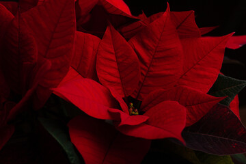 red poinsettia flower closeup on dark background, winter christmas concept