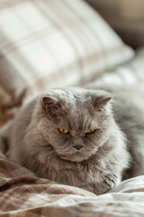 a fluffy grey british longhair cat relaxing on bed in bedroom, autumn or winter cozy bedroom concept