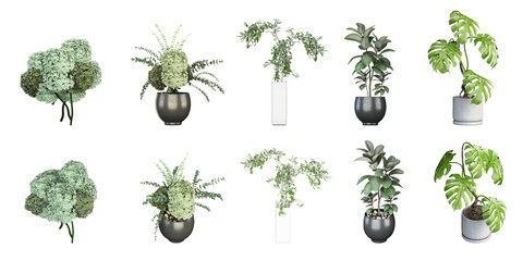 Set of Plant isolated