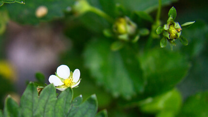 Strawberry plant with white earth flowers in the garden. Fruit not yet ripe