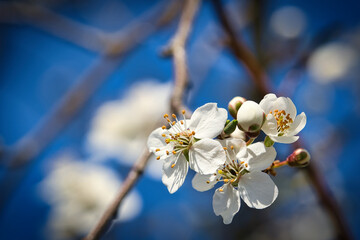 Branch with cherry blossom on fruit tree in garden. Blossom in spring. With bokeh.