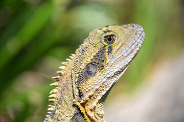 Water Dragon Lizard close up image 