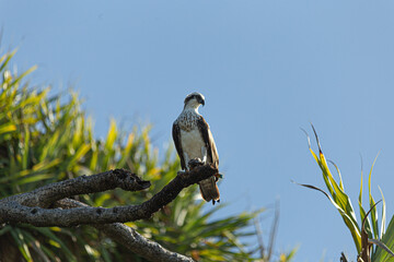Bird at beach