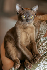  Burmese kitten. Curious funny spotted Burma cat looking at camera. High quality photo