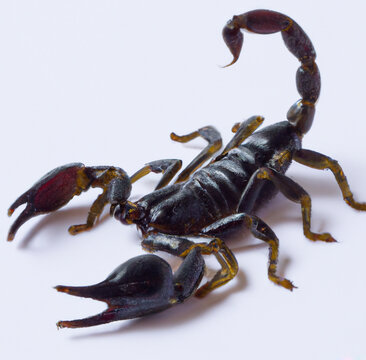 Image of close up of black scorpion on grey background created using Generative AI technology