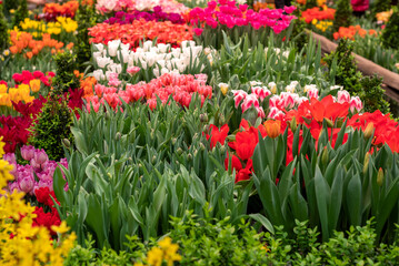 colorful flowerbed with blooming spring flowers as tulips and daffodils