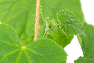 close up cucumber sprout grows clinging to rope with tendril