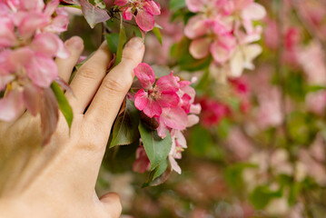 woman hand touching delicate pink flowers blooming oh apple tree branch in spring orchard close up
