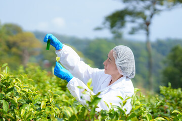 Researchers are checking the quality of tea leaves in tea plantations.Hand and tea leaves, soft...