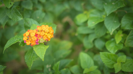 沖縄で寄り添うように咲く黄色のランタナの花