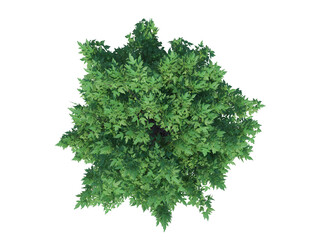 Amur Maple top view png alpha channel