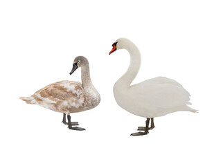Naklejka premium two swan isolated on white background