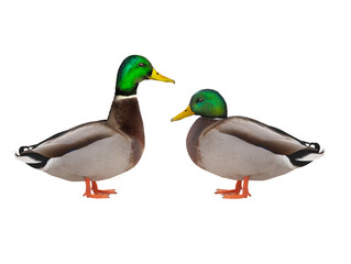 two Mallard (anas platyrhynchos) isolated on white background