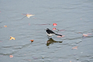 赤や黄色の落葉が浮いている小川を歩いているセグロセキレイ