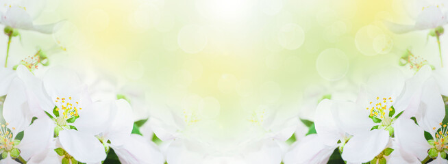 Obraz na płótnie Canvas Springtime. White cherry tree blooming flowers. White background. Spring flowers background, greeting card, banner.