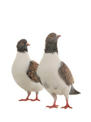 two german modena pigeons isolated on white background