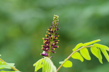 イタチハギの花