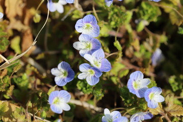 日本の早春の野原に咲く青色のオオイヌノフグリの花
